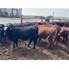 Image 8 : Mould & Christie Livestock - 1000# Yearling Heifers - 120 Head (Manitou, MB)