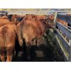 Image 5 : John & Karen, Allan & Jamie Johnson - 600# Steer Calves - 35 Head (Barriere, BC)