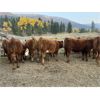 Image 2 : John & Karen, Allan & Jamie Johnson - 650# Heifer Calves - 95 Head (Barriere, BC)