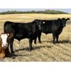 Image 2 : Dalbey Farms - 640# Steer Calves - 60 Head (Dalum, AB)