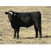Image 4 : Dalbey Farms - 640# Steer Calves - 60 Head (Dalum, AB)