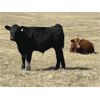 Image 6 : Dalbey Farms - 640# Steer Calves - 60 Head (Dalum, AB)