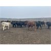 Image 2 : 6U Cattle Company - 1000# Yearling Steers - 65 Head (Manning, AB)