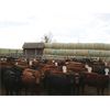 Image 3 : Dan Ponjavic - 900# Yearling Heifers - 130 Head (Coalhurst, AB)