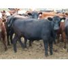 Image 5 : Dan Ponjavic - 900# Yearling Heifers - 130 Head (Coalhurst, AB)