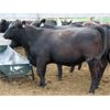 Image 6 : Dan Ponjavic - 900# Yearling Heifers - 130 Head (Coalhurst, AB)