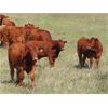 Image 1 : Wadella Ranch - 675# Steer Calves - 180 Head (Kipling, SK) VBP+