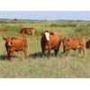 Image 2 : Wadella Ranch - 675# Steer Calves - 180 Head (Kipling, SK) VBP+