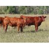 Image 3 : Wadella Ranch - 675# Steer Calves - 180 Head (Kipling, SK) VBP+
