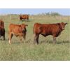 Image 4 : Wadella Ranch - 675# Steer Calves - 180 Head (Kipling, SK) VBP+