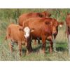 Image 6 : Wadella Ranch - 675# Steer Calves - 180 Head (Kipling, SK) VBP+
