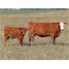Image 7 : Wadella Ranch - 675# Steer Calves - 180 Head (Kipling, SK) VBP+