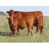 Image 8 : Wadella Ranch - 675# Steer Calves - 180 Head (Kipling, SK) VBP+