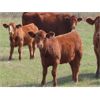 Image 2 : Wadella Ranch - 575# Heifer Calves - 100 Head (Kipling, SK) VBP+