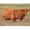 Image 5 : Wadella Ranch - 575# Heifer Calves - 100 Head (Kipling, SK) VBP+