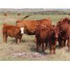 Image 7 : Wadella Ranch - 575# Heifer Calves - 100 Head (Kipling, SK) VBP+