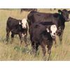 Image 2 : Clay Ridge Stock Farms Inc. - 585# Steer Calves - 100 Head (Fairlight, SK)