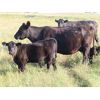 Image 3 : Clay Ridge Stock Farms Inc. - 585# Steer Calves - 100 Head (Fairlight, SK)