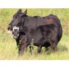 Image 5 : Clay Ridge Stock Farms Inc. - 585# Steer Calves - 100 Head (Fairlight, SK)