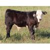 Image 6 : Clay Ridge Stock Farms Inc. - 585# Steer Calves - 100 Head (Fairlight, SK)