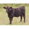 Image 3 : Sheldon Orban - 570# Steer Calves - 75 Head (Cupar, SK)