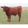 Image 5 : Sheldon Orban - 570# Steer Calves - 75 Head (Cupar, SK)