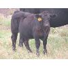 Image 6 : Sheldon Orban - 570# Steer Calves - 75 Head (Cupar, SK)