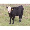 Image 7 : Sheldon Orban - 570# Steer Calves - 75 Head (Cupar, SK)