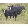 Image 6 : Sheldon Orban - 500# Heifer Calves - 50 Head (Cupar, SK)