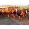 Image 5 : Hebert Livestock Ventures - 850# September Grass Heifers - 70 Head (Fairlight, SK) VBP+