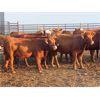 Image 6 : Hebert Livestock Ventures - 760# September Grass Heifers - 75 Head (Fairlight, SK) VBP+