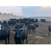 Image 2 : Little Rainbow Ranch - 925# Yearling Heifers - 65 Head (Moosomin, SK)