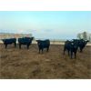 Image 6 : Little Rainbow Ranch - 925# Yearling Heifers - 65 Head (Moosomin, SK)