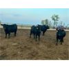 Image 7 : Little Rainbow Ranch - 925# Yearling Heifers - 65 Head (Moosomin, SK)