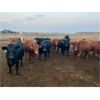 Image 1 : Little Rainbow Ranch - 925# Yearling Heifers - 65 Head (Moosomin, SK)