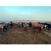 Image 2 : Little Rainbow Ranch - 925# Yearling Heifers - 65 Head (Moosomin, SK)
