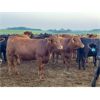 Image 3 : Little Rainbow Ranch - 925# Yearling Heifers - 65 Head (Moosomin, SK)