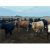 Image 4 : Little Rainbow Ranch - 925# Yearling Heifers - 65 Head (Moosomin, SK)