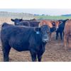Image 7 : Little Rainbow Ranch - 925# Yearling Heifers - 65 Head (Moosomin, SK)