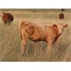Image 3 : Last Mountain Livestock - 600# Steer Calves - 100 Head (Strasbourg, SK)