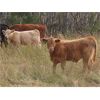 Image 4 : Last Mountain Livestock - 600# Steer Calves - 100 Head (Strasbourg, SK)