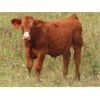 Image 5 : Last Mountain Livestock - 600# Steer Calves - 100 Head (Strasbourg, SK)