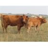 Image 6 : Last Mountain Livestock - 600# Steer Calves - 100 Head (Strasbourg, SK)
