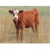 Image 7 : Last Mountain Livestock - 600# Steer Calves - 100 Head (Strasbourg, SK)