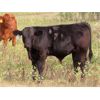 Image 8 : Last Mountain Livestock - 600# Steer Calves - 100 Head (Strasbourg, SK)