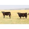 Image 5 : Coteau Ranch - 560# Steer Calves - 100 Head (Kisbey, SK)