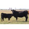 Image 3 : Coteau Ranch - 580# Steer Calves - 100 Head (Kisbey, SK)