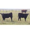 Image 6 : Coteau Ranch - 580# Steer Calves - 100 Head (Kisbey, SK)