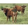 Image 3 : Terrill Braun - 600# Steer Calves - 100 Head (Dewberry, AB)