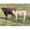 Image 5 : Terrill Braun - 600# Steer Calves - 100 Head (Dewberry, AB)